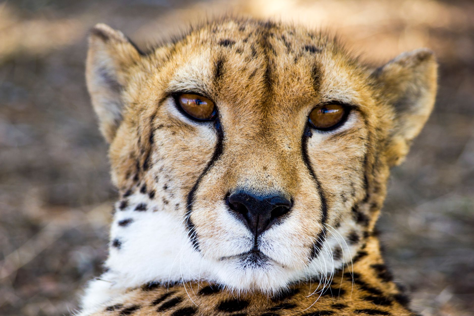 Cheetah Portrait in South Africa