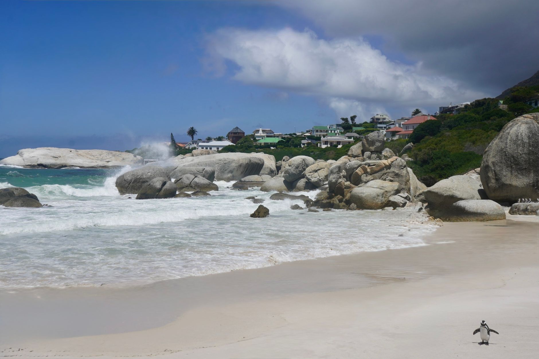African Penguins on Sandy Beach