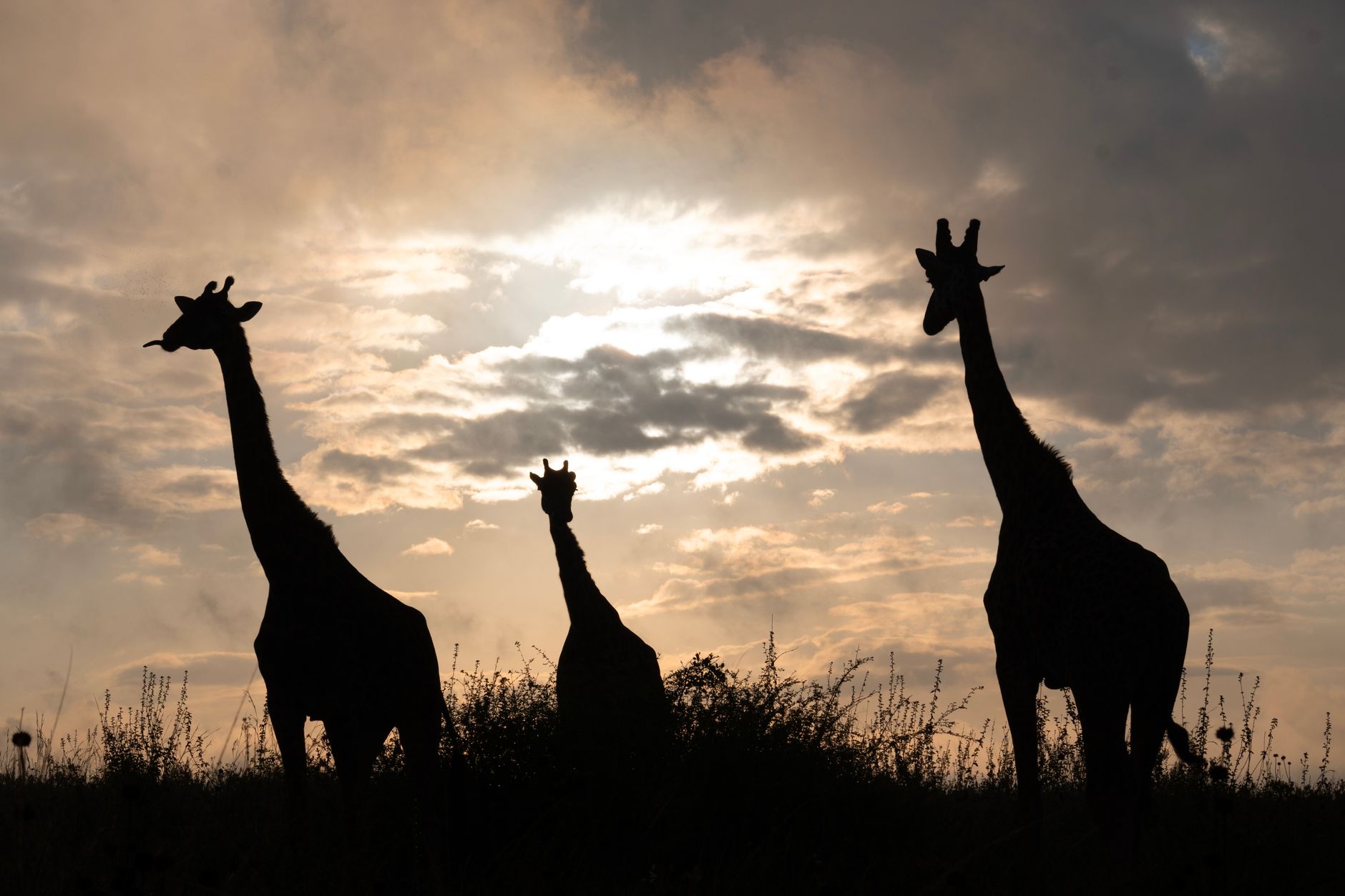 Giraffe at Sunset