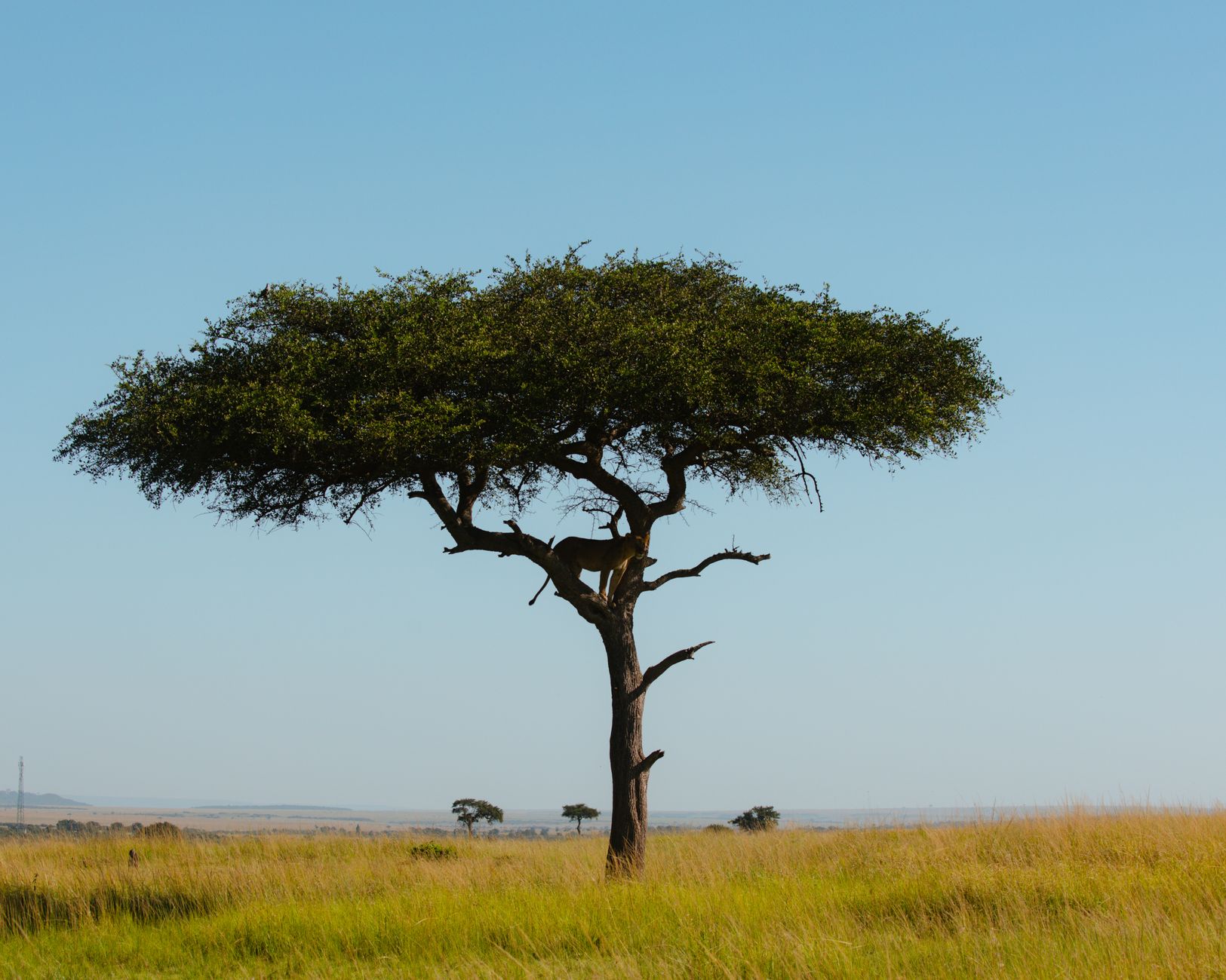 Savanna Landscape in Kruger Lowveld