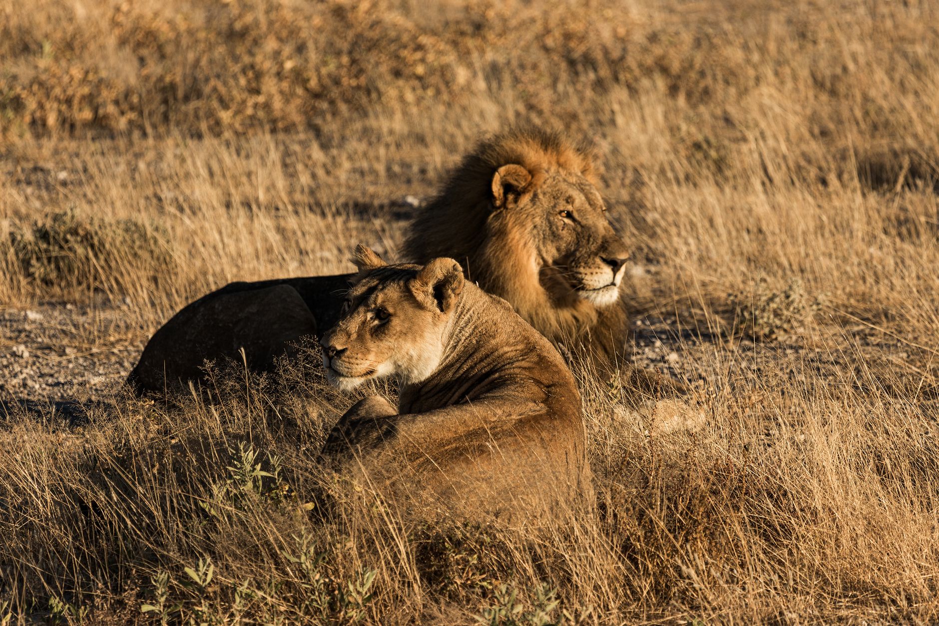 African Lion on Safari
