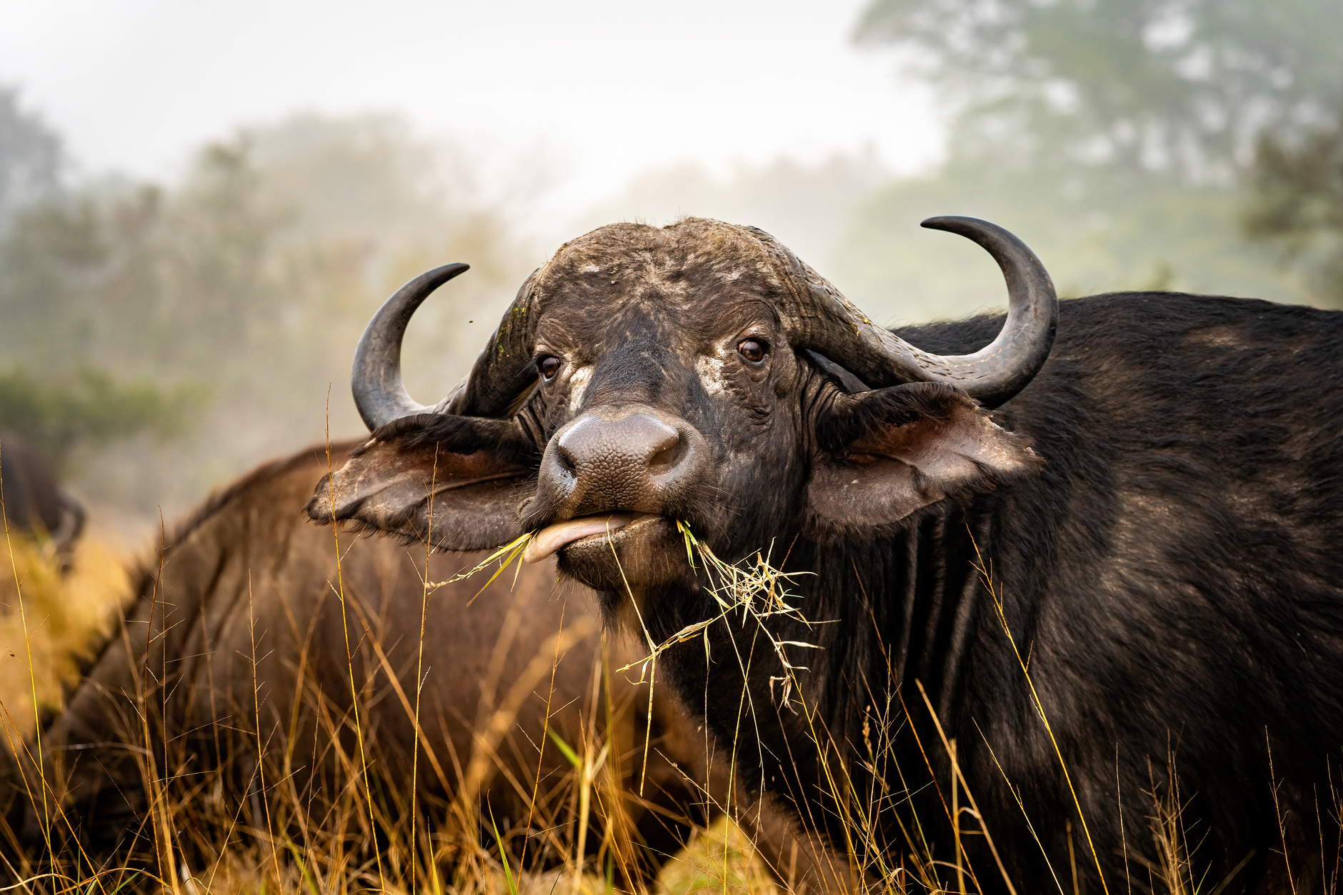 Wild Buffalo in African Bush