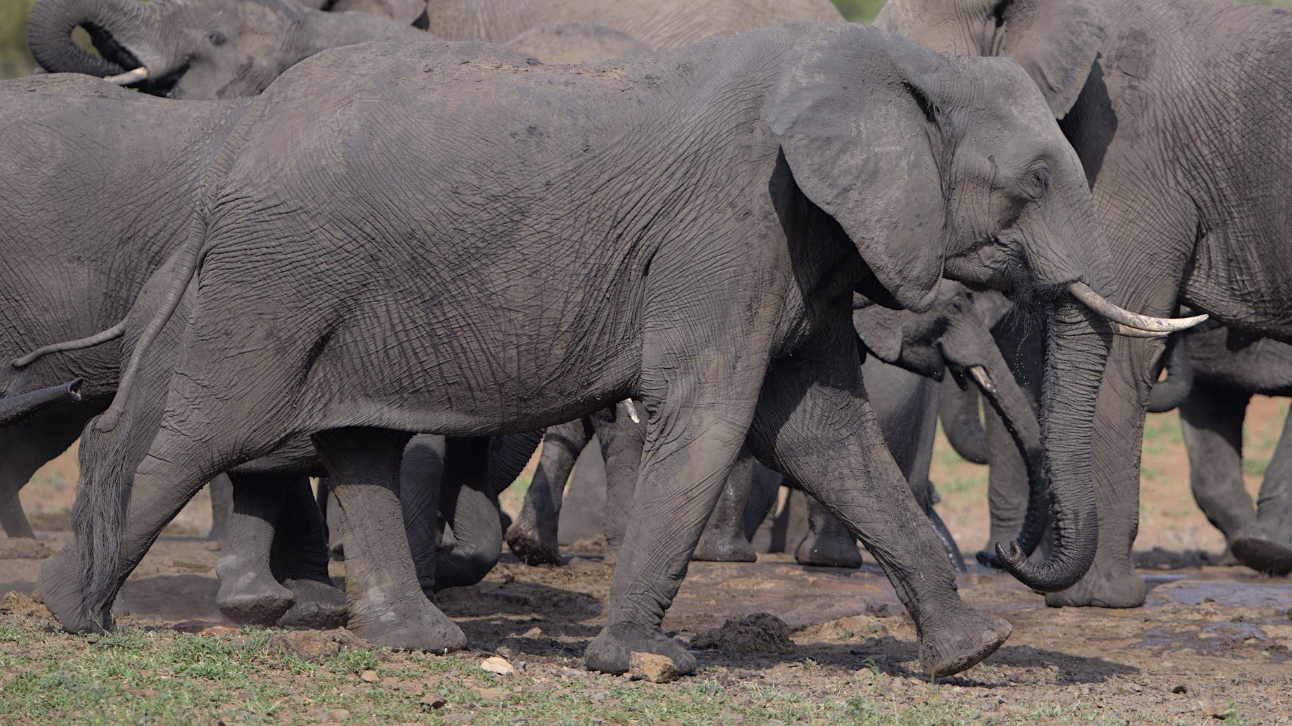 5-Day Garden Route & Addo Safari - Best of South Africa Small Group Tour