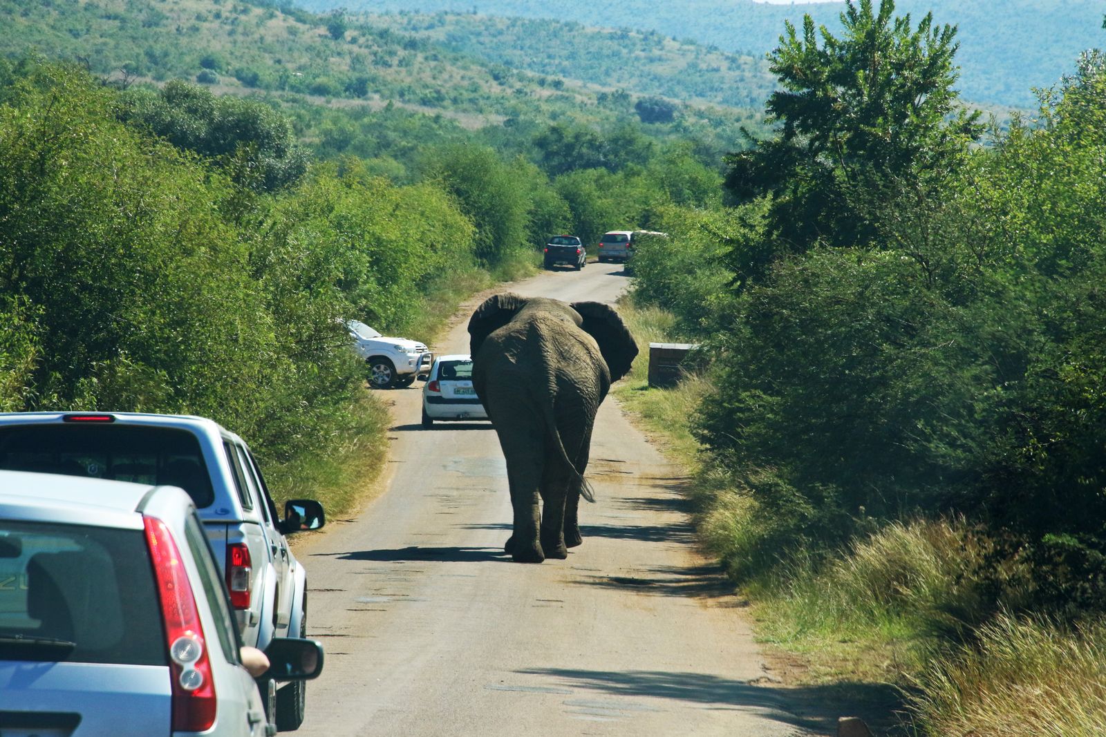 Self-drive safari road in South African National Park with elephant encounter